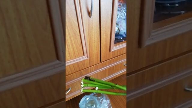 Выращиваю розы из букета, нужен совет ??? смотреть онлайн