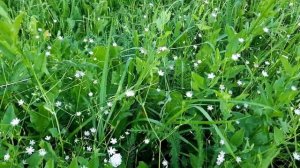 Звездчатка / Звездчатка злаковидная / Stellaria graminea