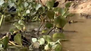 Львы терпят неудачу, охотясь на слоненка и буйвола.гиены атакуют льва