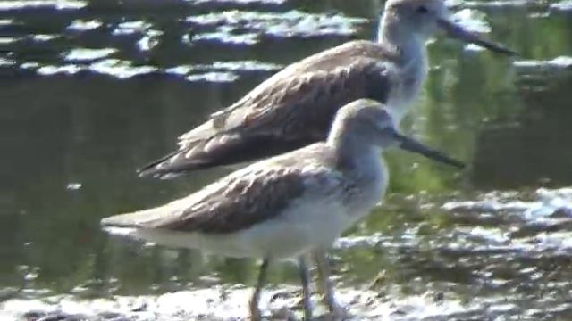 Большой улит (Tringa nebularia) смотреть онлайн