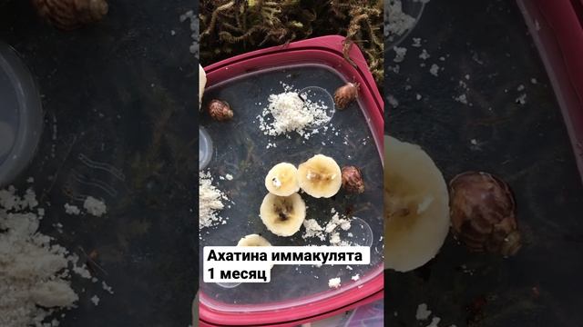 Ахатина иммакулята 1 месяц #ахатина  #улитки #snails #snegler