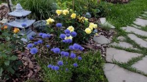 Цветение роз в подмосковье. Зацветают розы второгодки. Обзор сортов с названиями