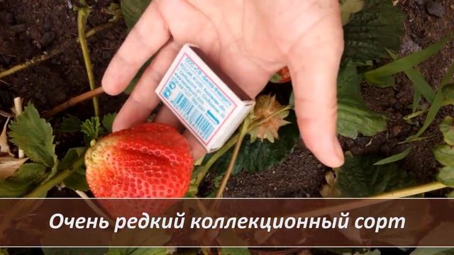 Крупноплодный сорт клубники Братина Болгарская