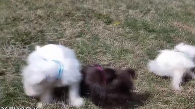 Miniature Schnauzer Dog Breed Hidden Information Will Shock You смотреть онлайн