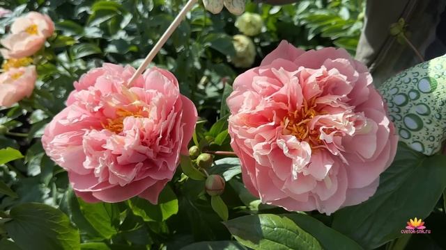 Сеянцы пионов Ворошиловой. Цветение 2023 года! Часть 2 / Сад Ворошиловой смотреть онлайн