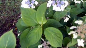 Гортензия пильчатая. Hydrangea serrata.