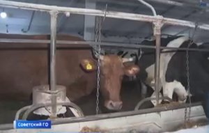 Лучшая доярка края и образцовый зоотехник живут на Ставрополье