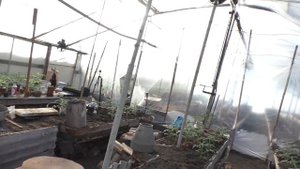 Вот почему у нас самые ранние помидоры- старинный способ выращивания томатов.