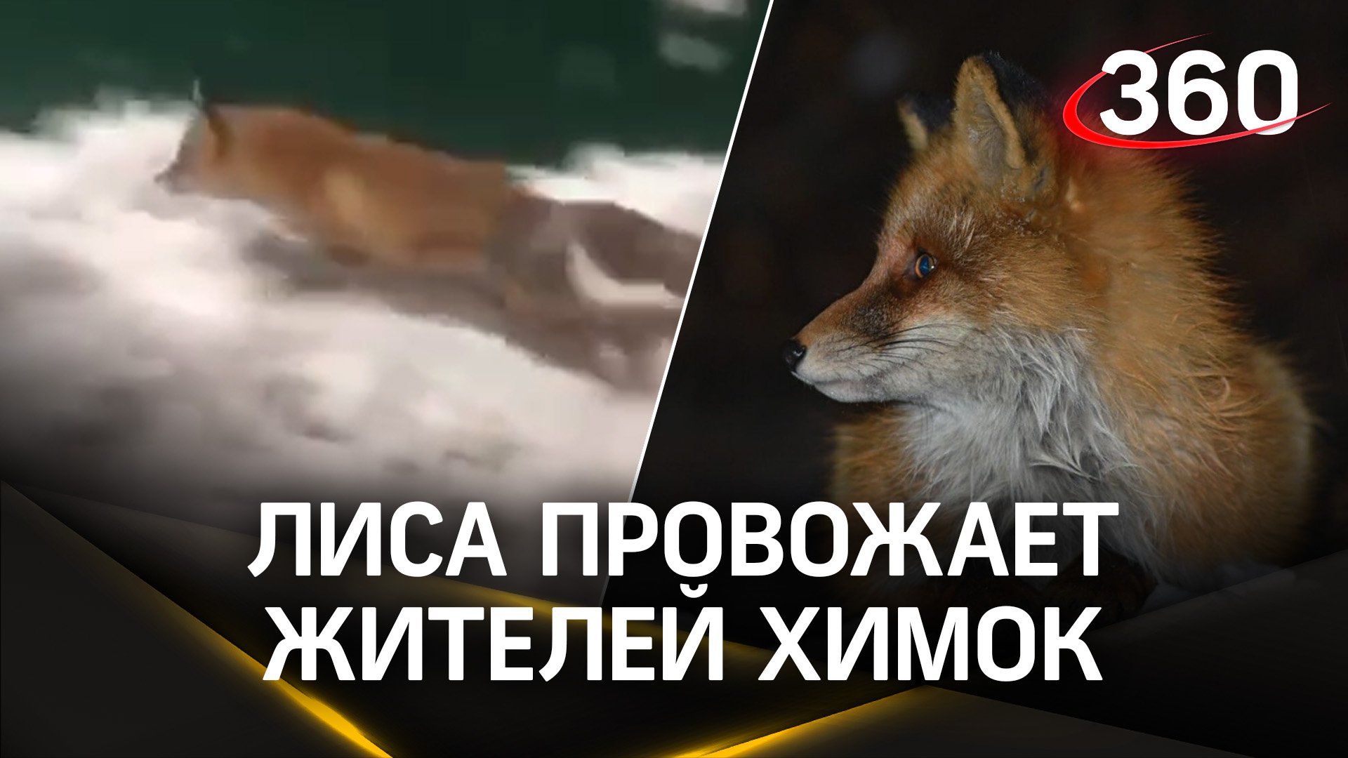 мемы написанные. я тебе надоела. не знаю наверное тоже. не знаю наверное тоже. грустный огурец.