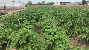 Молодой картофель БЕЛАЯ РОЗА & ГОЛЛАНДКА.