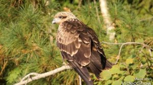 Животные и птицы занесённые в Красную книгу