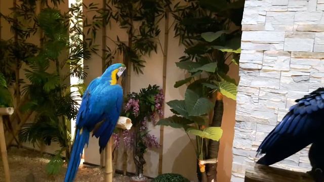 Parrots at Plovdiv смотреть онлайн