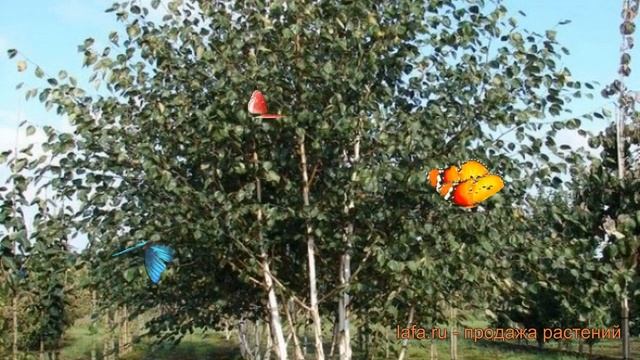 Береза повислая (betula pendula) ? повислая береза обзор: как сажать, саженцы березы