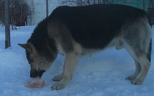 Ну чем не волк.