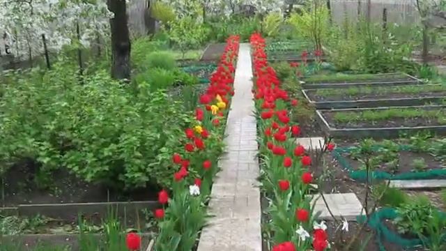 Тысяча красных тюльпанов ко ДНЮ ПОБЕДЫ