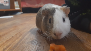 Морская свинка 1