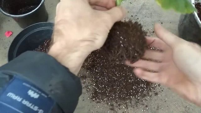 ПЕРЕСАДКА ПЕЛАРГОНИИ НА ФИТИЛЬНЫЙ ПОЛИВ Выращивание герани на пассивной гидропонике