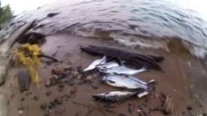 Онежское озеро,лосось.