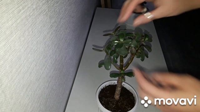 КОМНАТНЫЕ РАСТЕНИЯ(ЦВЕТЫ).ОБРЕЗКА КРАССУЛ.