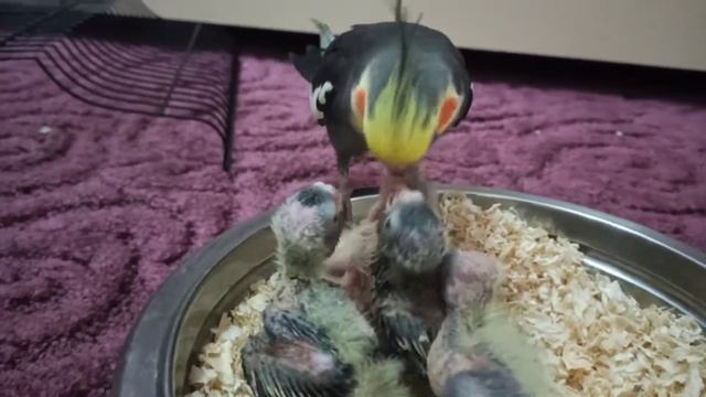 Корелла самец, кормит своих птенцов. смотреть онлайн