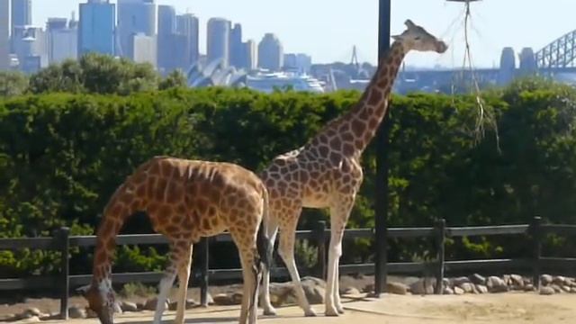 Жирафы в зоопарке Таронга в Сиднее смотреть онлайн