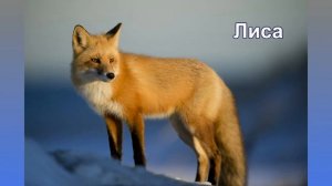 Звуки животных. Как говорят лесные животные