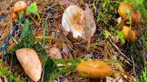 МАСЛЯТА, ВАЛУИ, СЫРОЕЖКИ, БЕЛЫЕ ГРИБЫ
..и загадочный ГРИБ.🍄 🍄 🍄