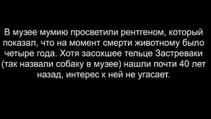 Эта собака застряла в внутри дерева...