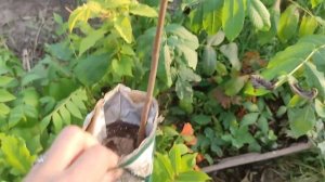 Как вырастить миндаль из семян