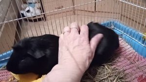 Жизнь морских свинок.  Тыква оказалась шикарной и вкуснейшей