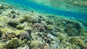 Шарм-Эль-Шейх, Египет, дайверы у отеля Sunrise Remal Beach