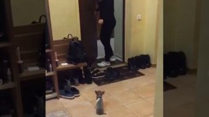 Дрессировка собак. Любимец чихуахуа. отработка команды ФУ.