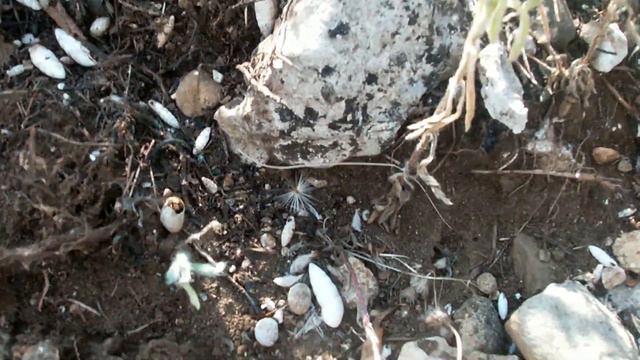 #муравьиная#ферма НАШЁЛ МАЛЫШЕЙ(plageolepsis,temnothorax)ИЛИ  ПРОСТО В ПОИСКАХ МАТОК В КРЫМУ !