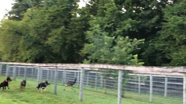 Emu Races @ Protection Dog Sales Prufenpuden Farms German Shepherd Doberman Malinois смотреть онлайн