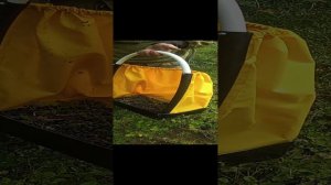 сбор черники граблями и ловушкой www.sbor-yagod.ru