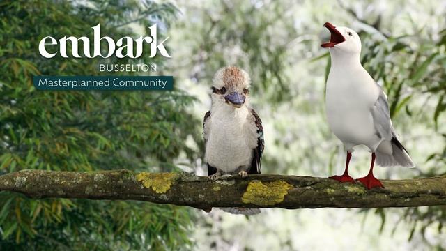 Embark Busselton TVC: Kookaburra & Seagull 3d Animation