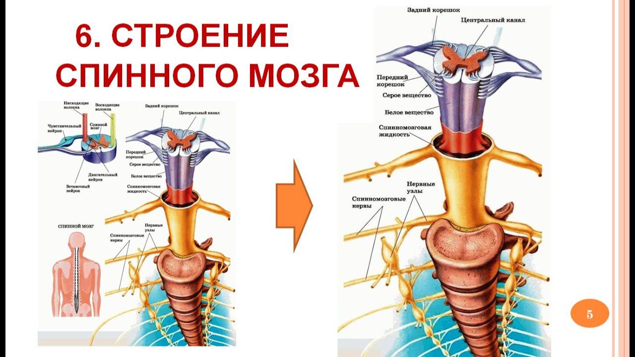 Спинной мозг - строение и функции_06