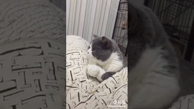 — Котик, дай лапку — Неть!