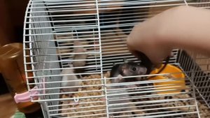 КТО ИЗ КРЫСЯТ САМЫЙ РУЧНОЙ?