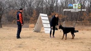 Дрессировка собак 2018 - г. Уссурийск