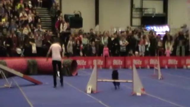 А1 Medium - Андреева Светлана и KORMOSVARI-HAJTO BAJNOK смотреть онлайн