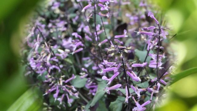 Samsung NX1000 (20-50mm) lens Slideshow смотреть онлайн