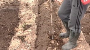 (23)Сажаем картошку,сеем кормовую свёклу.