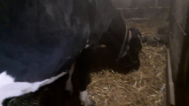 ПЛАКАТЬ или СМЕЯТСЯ :корова съела послед! смотреть онлайн