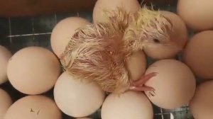 Снова пополнение в хозяйстве! Начали вылупляться бройлеры Арбор Айкрес и несушки Коралл Ник ????