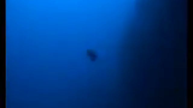 William Trubridge arch nofins смотреть онлайн