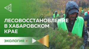 Амур Минералс проводит масштабные работы по лесовосстановлению в Хабаровском крае