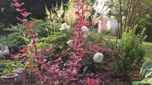 Барбарис Тунберга сорт Харлекин (Harlequin). 2017.