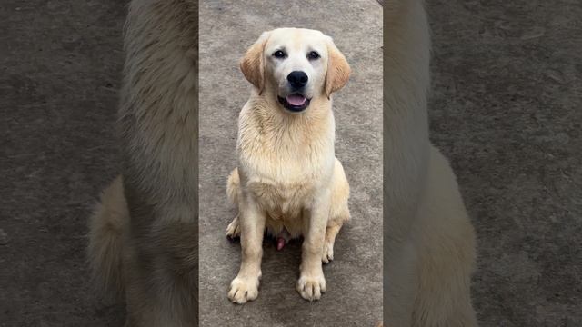 Мальчик лабрадор щенкилабрадора свободен!