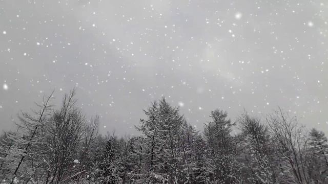 Зимняя сказка/ Волшебный лес/ Покатались, чуть собаки не съели нас/ Уже поставили елку